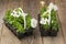 Two plastic flowerpots with white petunia seedlings on the aged wooden table.