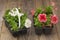 Two plastic flowerpots with white and pink petunia seedlings on the aged wooden table.