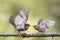 Two playful birds fighting evil on a branch in the Park