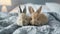 two playful bunnies frolicking on a cozy bed, a light brown, coat while sports white fur with delightful pink ears