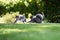 Two playful cats chasing each other in garden