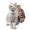 Two playful cats on hunt on isolated white background. Two cats pose beautifully and cute.