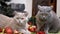 Two Playful Cats Playing with Christmas Decorations and Christmas Toys, Balls