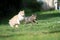 Two playful cats running on grass