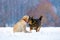 Two playful dogs playing outdoors in the snowy field