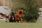 Two playful dogs posing outdoors in summer together