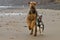 Two playful dogs run on beach