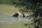 Two playful grizzly bears wrestle for the best place to fish for salmon in a shallow river pool