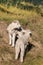 Two playful lambs