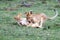 Two playful lion cub siblings in the Masai Mara