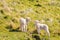 Two playful newborn lambs standing on grassy meadow