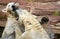 Two playful polar bears