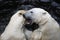 Two playful polar bears in a Zoo