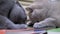 Two Playful Purebred Gray British Cats Lick a Stack of Books with Tongues. Zoom