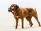 Two playful Rhodesian Ridgebacks standing at sand