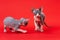 Two playful seven weeks old Canadian Sphynx kittens of blue and white color on red background
