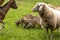 Two playing brown and white young domestic goats with sheep and adult goat