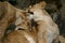 Two playing cubs (young lions)