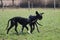 Two playing great danes in the park