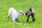 Two playing newborn lambs in green meadow