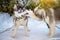 Two playing siberian husky dogs outdoor. Two Siberian Husky dogs looks forward sitting on the snowy shore frozen river.