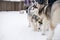 Two playing siberian husky dogs outdoor. Two Siberian Husky dogs looks forward sitting on the snowy shore frozen river.