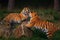 Two playing Siberian Tigers