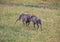 Two playing Warthogs in the savannah of the Chobe Nationalpark in Botswana