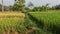 Two plots of yellowed rice plants that are ready to harvest and those that are old but not ready to harvest