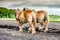 Two plowing horses on a field