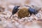 Two plugging dung beetles