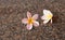 Two plumeria on granite floor