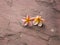 Two plumeria on Sand stone floor