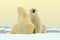 Two Polar bear couple cuddling on drift ice in Arctic Svalbard. Bear with snow and white ice on the sea. Cold winter scene with da
