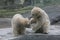 Two polar bear cubs