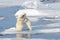 Two polar bear cubs playing together on the ice