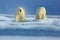 Two polar bear on drift ice in Arctic Russia. Polar bears in the nature habitat. Polar bear with snow. Polar bear with splash