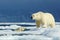 Two polar bear, one in the water, second on the ice. Polar bear couple cuddling on drift ice in Arctic Svalbard. Wildlife action