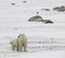 Two polar bears. 2