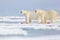 Two polar bears with killed seal. White bear feeding on drift ice with snow, Manitoba, Canada. Bloody nature with big animals.