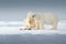 Two polar bears with killed seal. White bear feeding on drift ice with snow, Svalbard, Norway. Bloody nature with big animals.