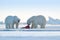 Two polar bears with killed seal. White bear feeding on drift ice with snow, Svalbard, Norway. Bloody nature with big animals.