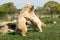 Two Polar bears play fighting