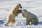 Two polar bears playing with each other in the tundra. Canada.