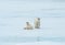 Two Polar bears sitting on ice and snow in the Arctic