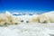 Two polar bears sleep on ice