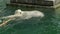 Two polar bears swimming in the pool.