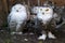 Two polar owls