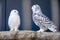 Two polar owls in the aviary