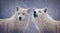 two polar wolves during big snowfall